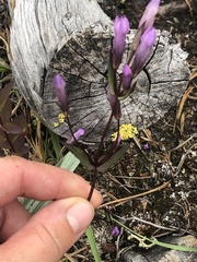 Gentianella propinqua