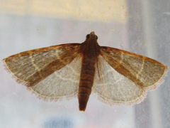 Hypsopygia glaucinalis