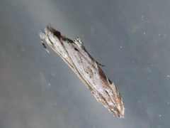 Monochroa cleodora