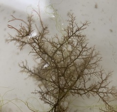 Vertebrata nigra