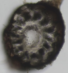 Vertebrata nigra