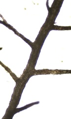Vertebrata nigra