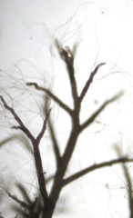 Vertebrata nigra