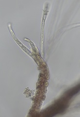Vertebrata nigra