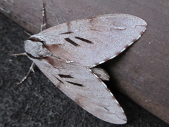 Sphinx morio arestus