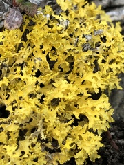 Vulpicida juniperinus