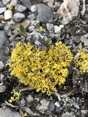 Vulpicida juniperinus