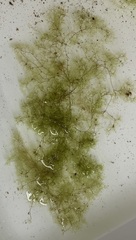 Cladophora liniformis