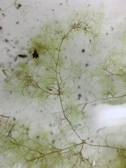 Cladophora liniformis