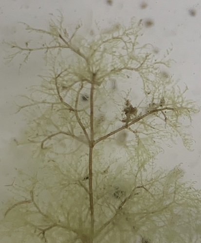 Cladophora liniformis