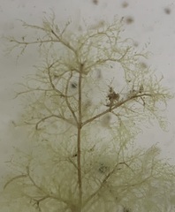 Cladophora liniformis