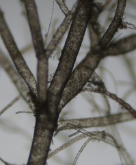 Cladophora liniformis