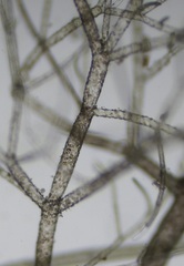 Cladophora liniformis