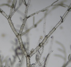 Cladophora liniformis