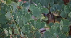 Arctostaphylos mewukka