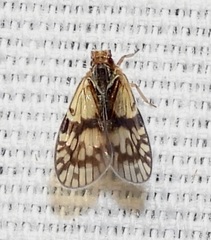 Bothriocera maculata