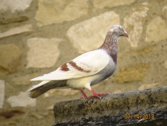 Columba livia domestica