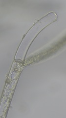 Cladophora liniformis