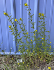 Descurainia sophioides