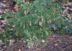 Arctostaphylos mewukka