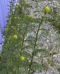 Descurainia sophioides