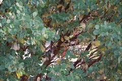 Arctostaphylos mewukka