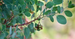 Arctostaphylos mewukka
