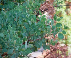 Arctostaphylos mewukka