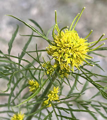 Descurainia sophioides