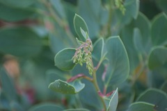 Arctostaphylos mewukka