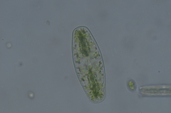 Cylindrocystis