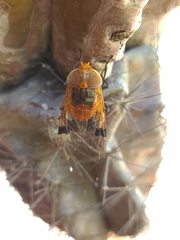 Copestylum spinithorax