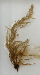 Sargassum filipendula