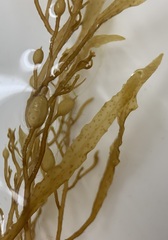 Sargassum filipendula