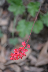Heuchera sanguinea