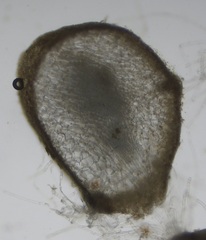 Sargassum filipendula