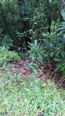 Hieracium paniculatum