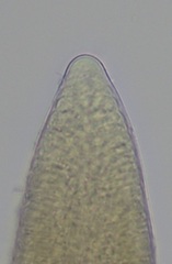 Gelidium crinale