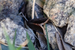 Micrathetis canifimbria