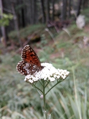 Melitaea celadussa