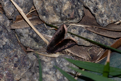 Micrathetis canifimbria