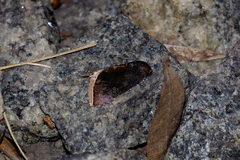 Micrathetis canifimbria