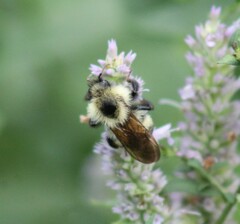 Bombus citrinus