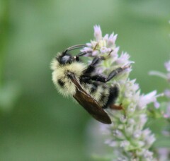 Bombus citrinus