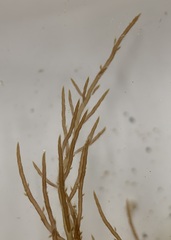 Chondria capillaris