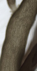 Chondria capillaris