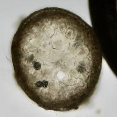 Chondria capillaris
