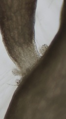 Chondria capillaris