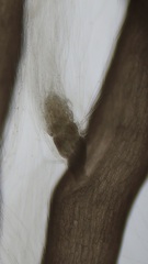 Chondria capillaris