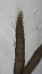 Chondria capillaris